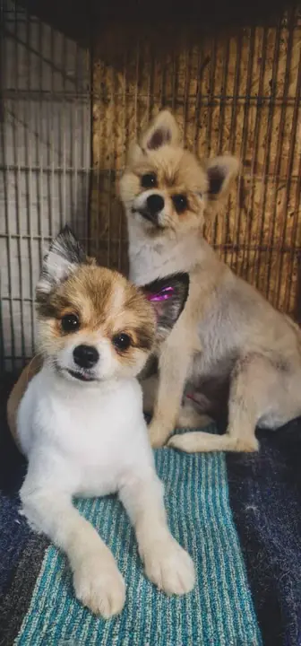 Yorkshire Terrier after haircut at Fluffy Angels