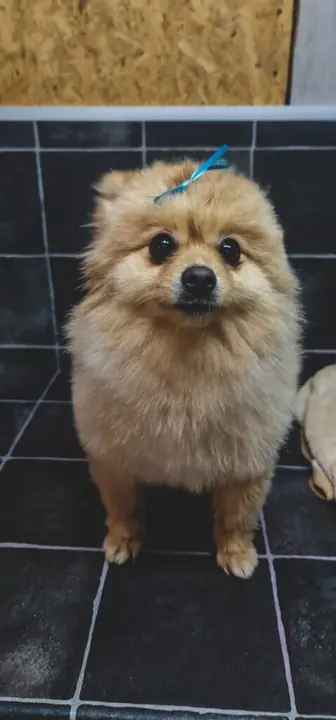 Happy Yorkie groomed at Fluffy Angels