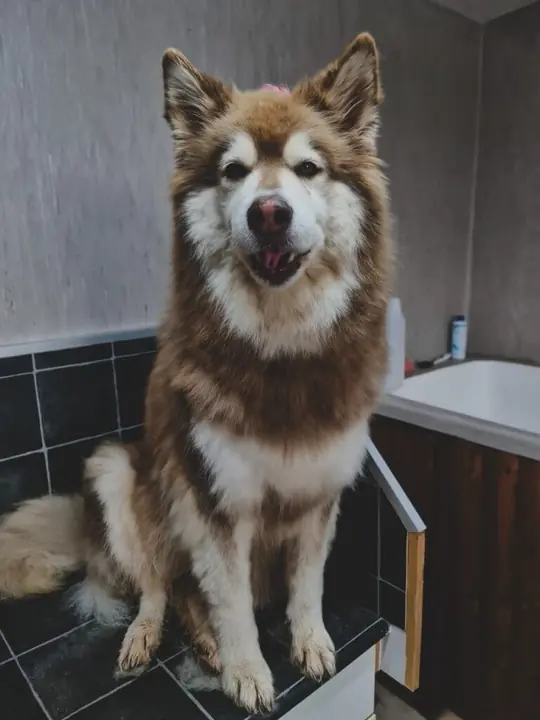 Husky groomed at Fluffy Angels Roodeplaat