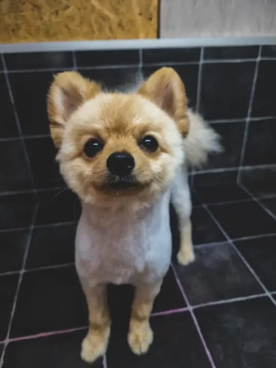 Two small companions groomed at Fluffy Angels