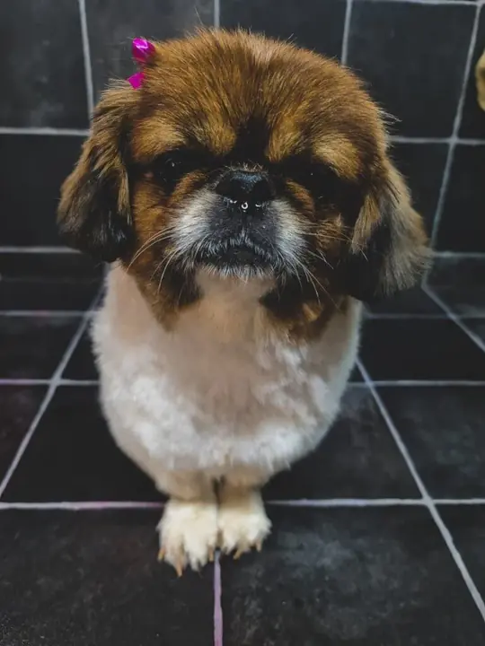Fluffy Pomeranian groomed at Fluffy Angels Pretoria